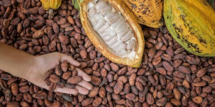 Por Unanimidad, la Asamblea Nacional Declara a Palanda como el Origen del Cacao